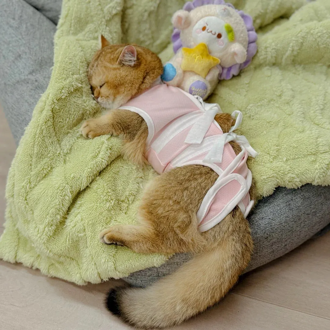 Couchage bas et douillet préparé pour la convalescence d'une chatte