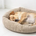Chiot labrador endormi sur le dos dans un panier en tweed gris beige