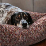 Chien qui pose la tête sur le rebord d'un panier en tweed, la nuque bien soutenue