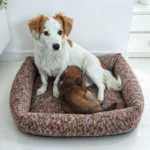 Petit chien blanc et roux assis dans un panier en tweed rouge marron, son chiot endormi contre elle
