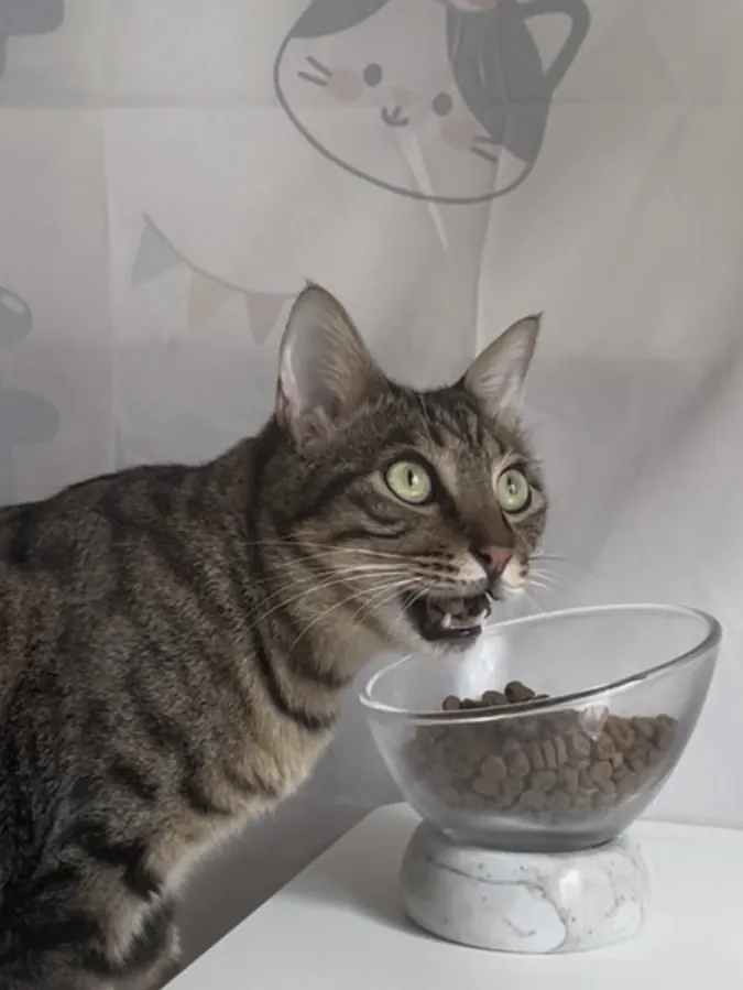 Chatte stérilisée devant une ration pesée pour éviter la prise de poids