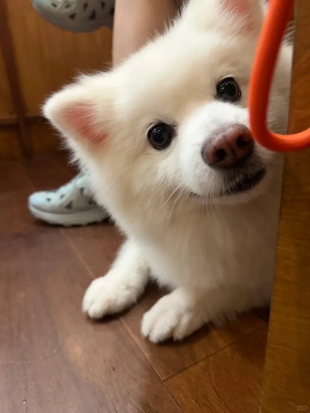 Petit Chien Blanc : les Races à Connaître avant d'Adopter Spitz nain blanc assis à l'intérieur, épais pelage blanc et petites oreilles dressées