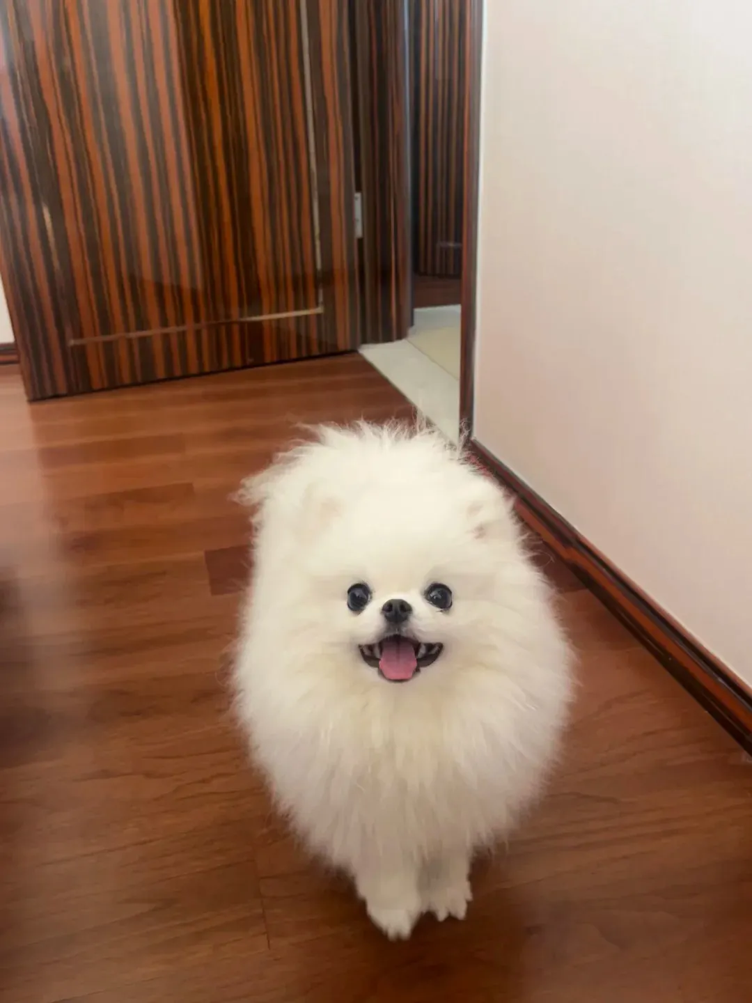Petit Chien Blanc : les Races à Connaître avant d'Adopter Spitz nain blanc, ou Poméranien, en boule de poils sur un parquet, la langue sortie