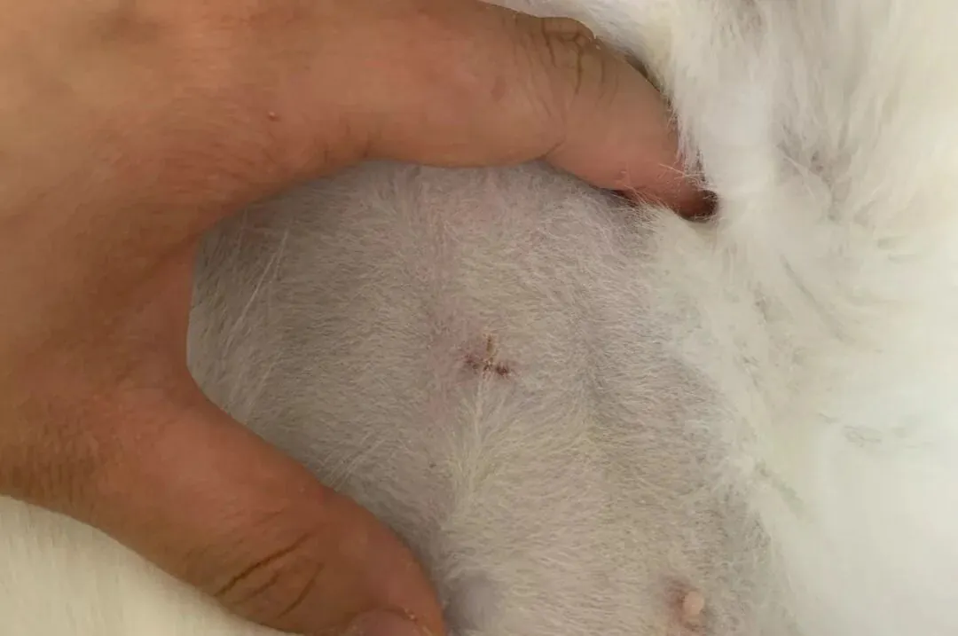 Points de suture sur le ventre d'une chatte après sa stérilisation