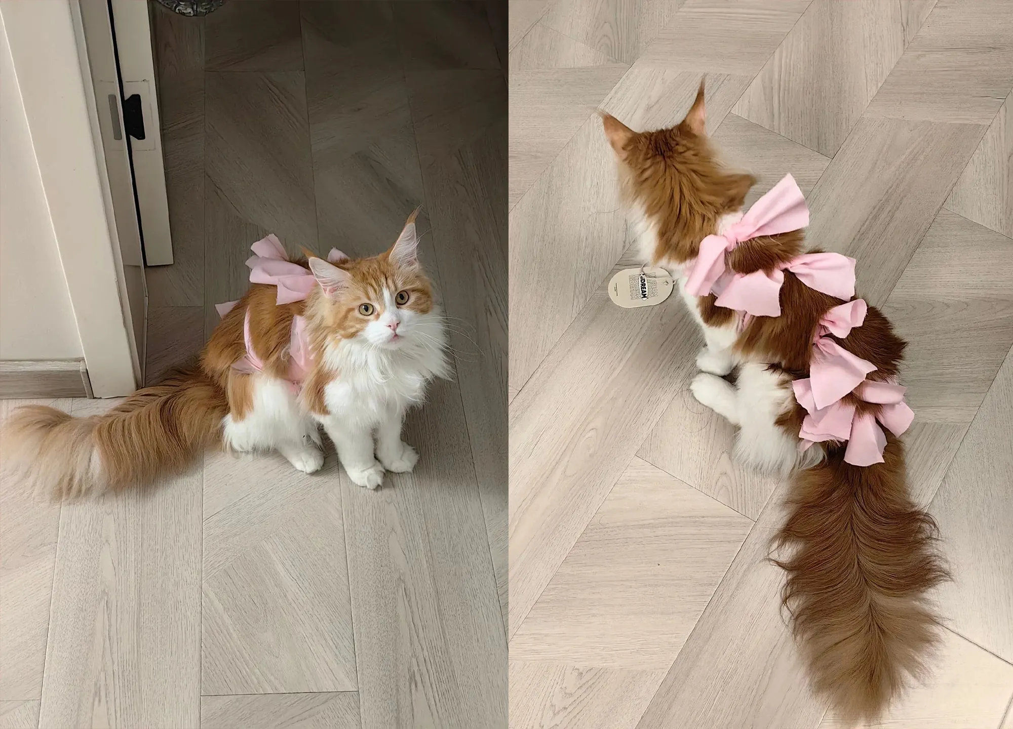 Chat qui porte un body fait maison avec un t-shirt, les lanières nouées en nœuds sur le dos
